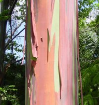 Rainbow Eucalyptus trunk