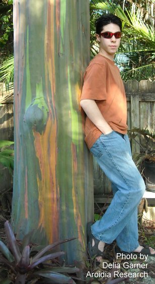 Rainbow Eucalyptus Spring 2011