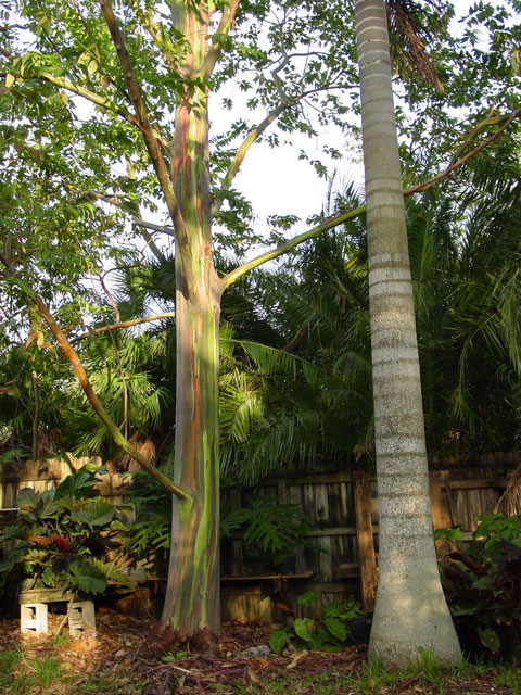 Rainbow Eucalyptus view one