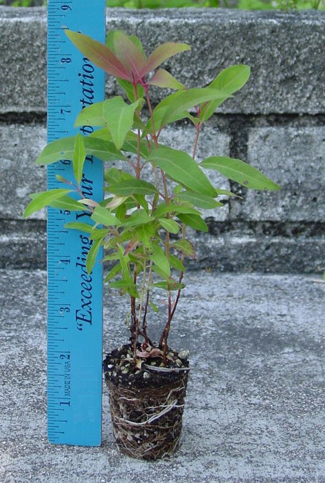 Rainbow Eucalyptus seedling