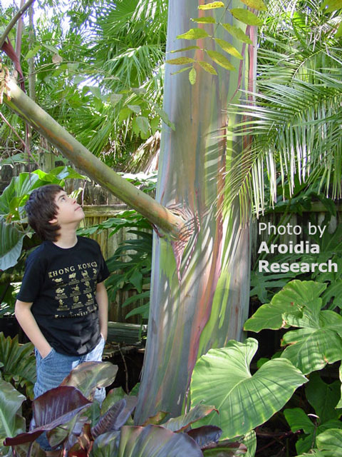 Rainbow Tree, looking up