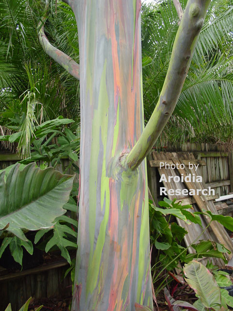 Rainbow Eucalyptus mystical trunk