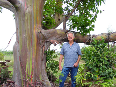 Charlie's Rainbow Eucalyptus