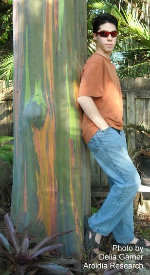 Rainbow Eucalyptus Deglupta - Mindanao Gum for sale South Florida 🌳