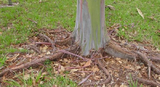 Rainbow Eucalyptus base