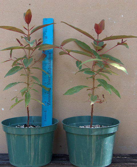 Young Rainbow Eucalyptus in 6