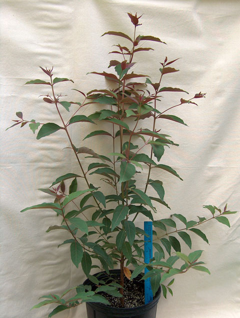 Young Rainbow Eucalyptus in 3 gallon pot
       title=