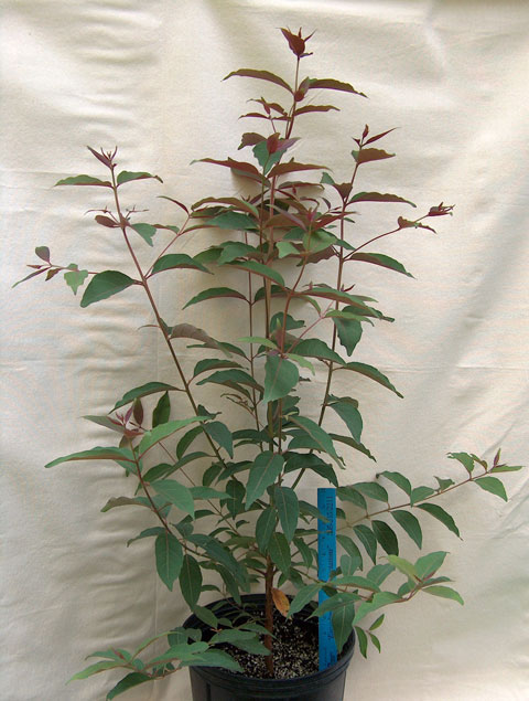 Young Rainbow Eucalyptus in 3 gallon pot
       title=