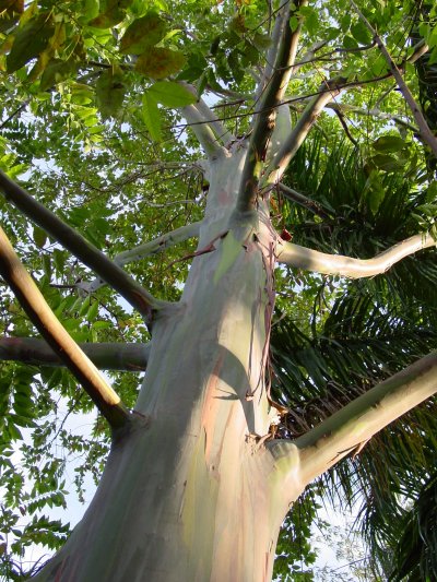 Rainbow Eucalyptus