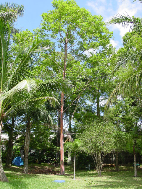 Rainbow Eucalyptus view four